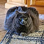 Stormy joined the competition — help win amazing prizes! cat, gray_cat, fluffy, long_fur, green_eyes, loaf_pose, indoor, rug, carpet, tile_floor, kitchen, cabinet, whiskers, paw, closeup, portrait, pet, feline, cozy, staring