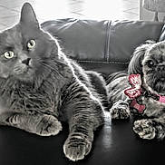 Stormy is registered to the contest to win money with this photo: cat, dog, pet, fur, collar, name_tag, butterfly_bow, paws, whiskers, couch, leather_sofa, living_room, tile_floor, eyes, portrait, companions, relaxed, black_and_white, close_up, adorable