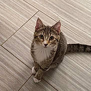 Lucky Sam joined the competition — help win amazing prizes! alert, animal, cat, curious, cute, domestic_cat, ears, feline, floor, fur, indoor, looking_up, pet, sitting, tabby, tail, tile, whiskers, white_paws, young_cat