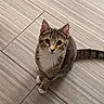 alert, animal, cat, curious, cute, domestic_cat, ears, feline, floor, fur, indoor, looking_up, pet, sitting, tabby, tail, tile, whiskers, white_paws, young_cat