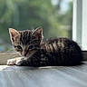 Lucky Sam is registered to the contest to win money with this photo: animal, blurred_background, cat, closeup, cute, feline, floor, fur, indoors, kitten, pet, portrait, resting, sleepy, small, sunlight, tabby, whiskers, window, young