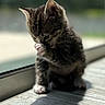 Lucky Sam joined the competition — help win amazing prizes! adorable, animal, blurred_background, cat, closeup, cute, daylight, fur, grooming, indoor, kitten, paw, pet, playful, shadow, sitting, small, whiskers, window, young