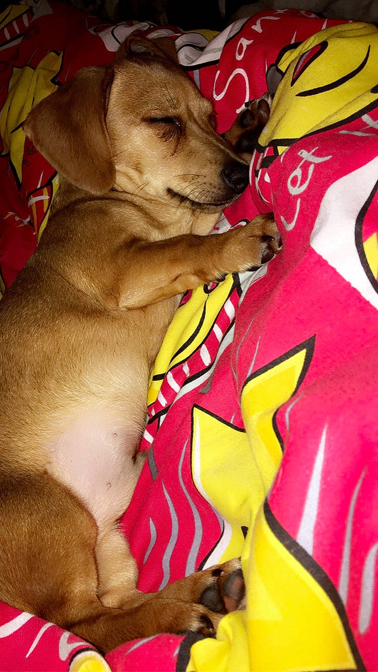 Leo is registered to the contest to win money with this photo: barechested, carmine, carnivore, chest, companion_dog, dog, dog_breed, dog_collar, dog_supply, fawn, fun, fur, magenta, pink, red, selfie, snout, thigh, working_animal, yellow