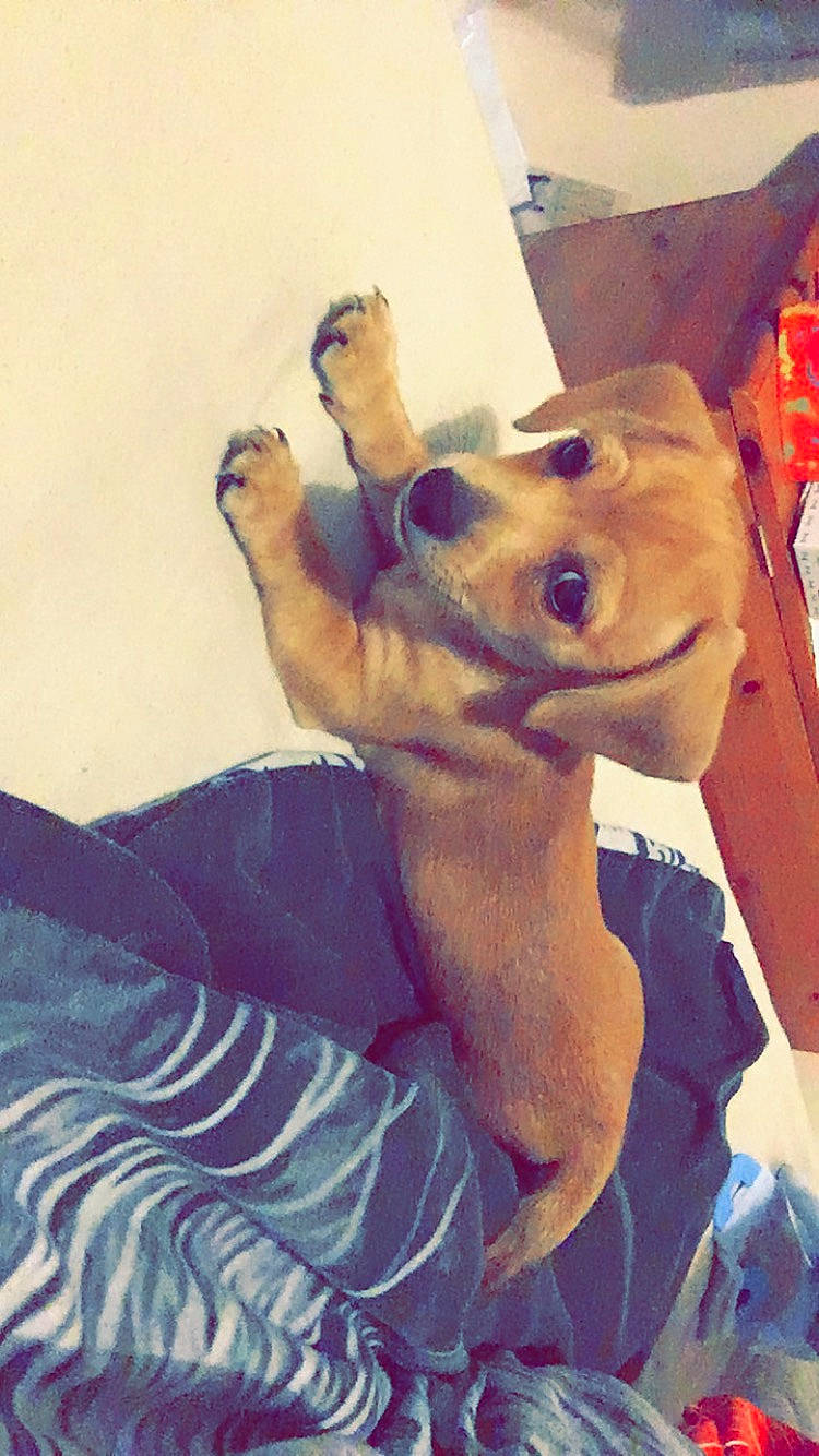 Leo is registered to the contest to win money with this photo: canidae, carnivore, companion_dog, dog, dog_breed, dog_collar, eyewear, fawn, fur, gesture, happy, jaw, pomeranian, selfie, snout, sporting_group, t_shirt, toy_dog, whiskers, working_animal