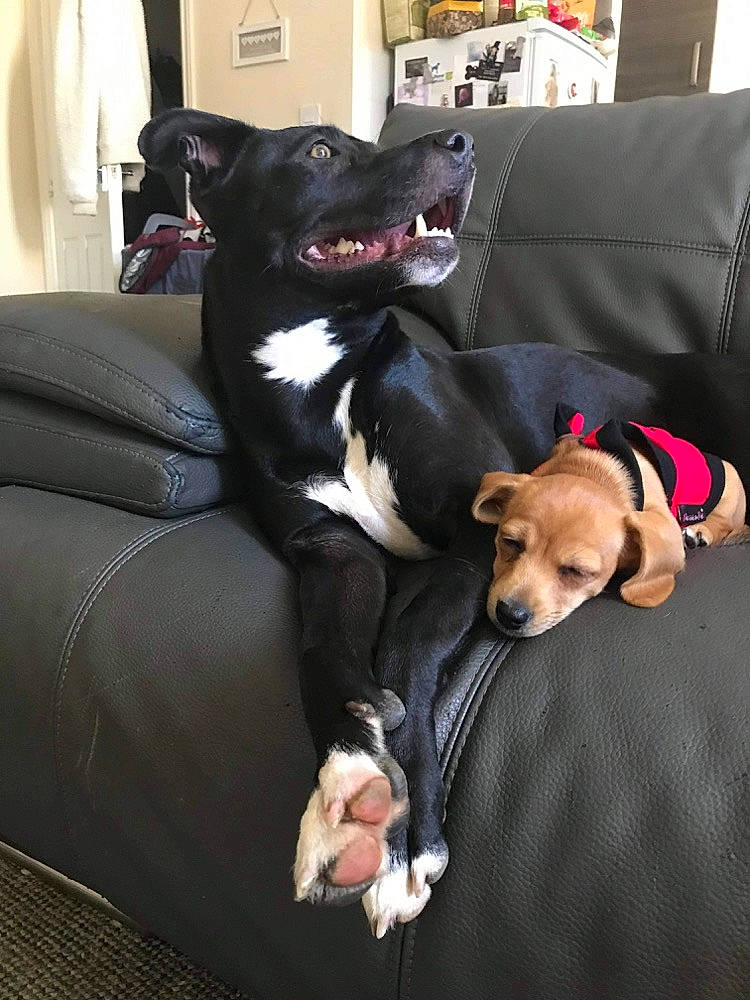 Lola is registered to the contest to win money with this photo: canidae, car_seat, carnivore, chair, collar, comfort, companion_dog, couch, curtain, dog, dog_breed, dog_collar, dog_supply, furniture, linens, living_room, non_sporting_group, pillow, sporting_group, working_animal