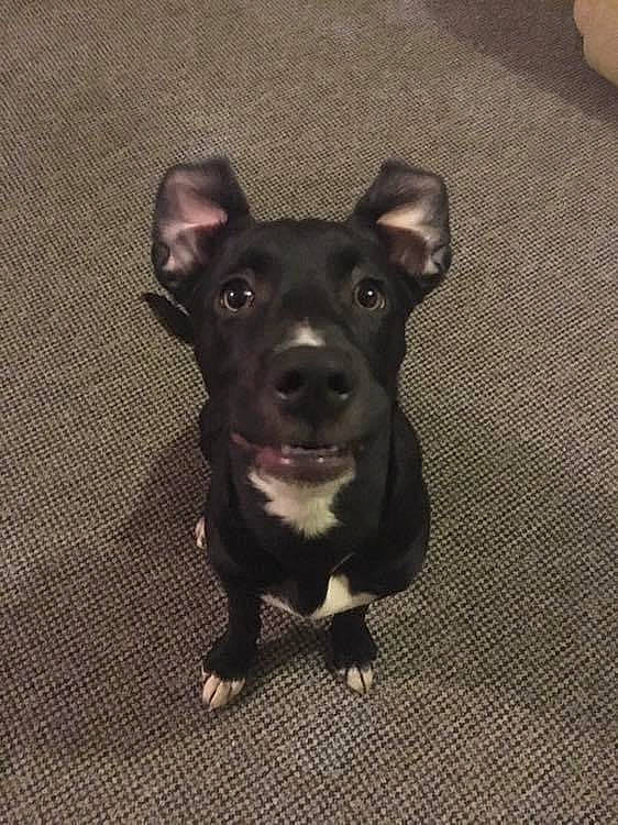 Lola is registered to the contest to win money with this photo: borador, canidae, carnivore, chihuahua, companion_dog, dog, dog_breed, fawn, flooring, fur, grey, guard_dog, liver, snout, sporting_group, street_dog, tail, toy_dog, whiskers, working_animal