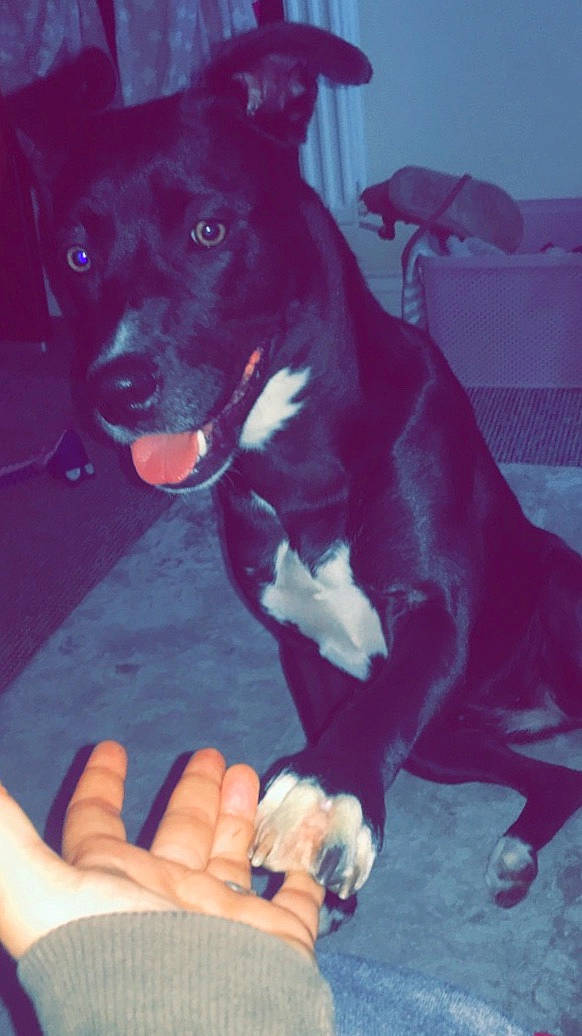 Lola joined the competition — help win amazing prizes! canidae, carnivore, comfort, companion_dog, dog, dog_breed, elbow, electric_blue, fawn, fur, gesture, human_leg, knee, nail, snout, sporting_group, thigh, thumb, working_animal, wrist