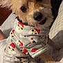 dog, pet, pajamas, clothing, bed, blanket, cute, fur, ears, animal, indoor, looking_up, small_dog, festive, holiday, sleepwear, canine, bedroom, cozy, playful