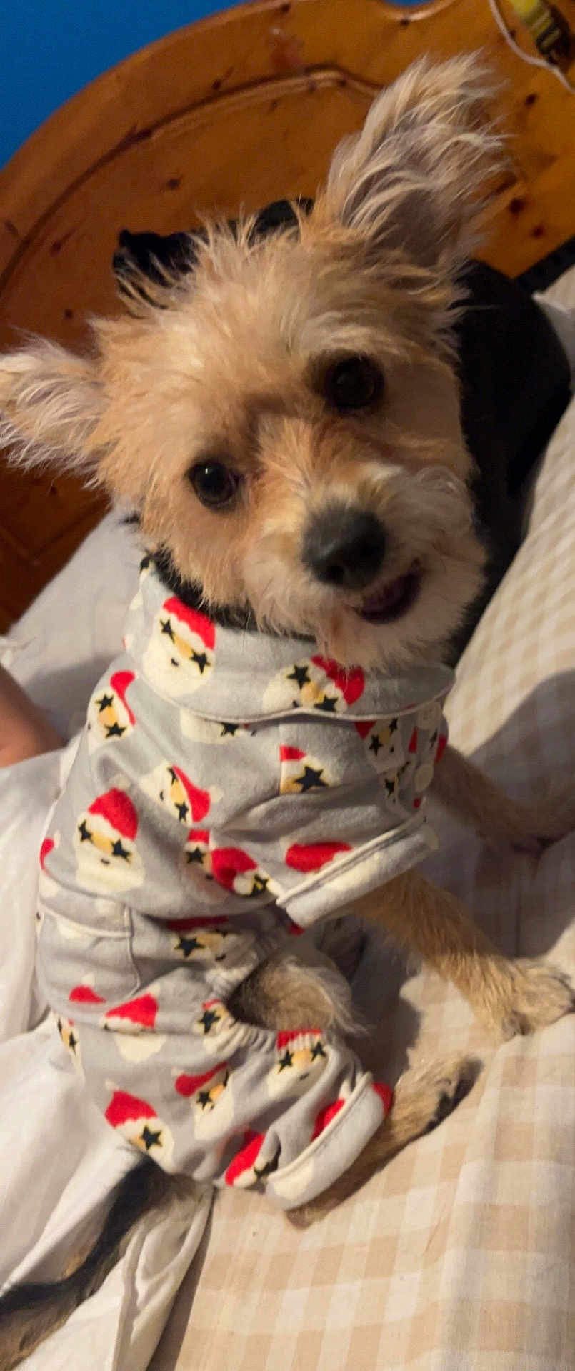 Charley joined the competition — help win amazing prizes! dog, pet, pajamas, clothing, bed, blanket, cute, fur, ears, animal, indoor, looking_up, small_dog, festive, holiday, sleepwear, canine, bedroom, cozy, playful