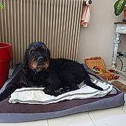 Ozlemaire a rejoint le concours — aidez-le/la à gagner de superbes lots ! dog, black_dog, pet, indoor, floor, blanket, bed, plant, potted_plant, wicker_basket, toy, tile_floor, furniture, table, cozy, relaxed, home, animal, canine, resting