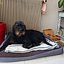 dog, black_dog, pet, indoor, floor, blanket, bed, plant, potted_plant, wicker_basket, toy, tile_floor, furniture, table, cozy, relaxed, home, animal, canine, resting
