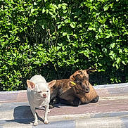 Fifille participe au concours pour gagner de l'argent avec cette photo : chihuahua, dog, goat, baby_goat, animal, pet, outdoor, sunlight, greenery, leafy_bush, wooden_surface, small_dog, young_goat, nature, daylight, shadow, mammal, companion_animals, resting, standing