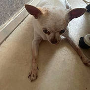 Daisy a rejoint le concours — aidez-le/la à gagner de superbes lots ! small_dog, white_dog, tan_spots, lying_down, floor, indoor, pet, animal, ears_up, curious, tired, tongue_out, close_up, light_colored_floor, wall, cable, paw, short_hair, cute, companion