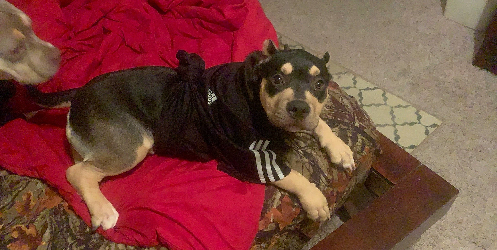 Harley joined the competition — help win amazing prizes! american_pit_bull_terrier, american_staffordshire_terrier, canidae, carnivore, companion_dog, dog, dog_breed, fawn, mammal, snout, sporting_group, vertebrate