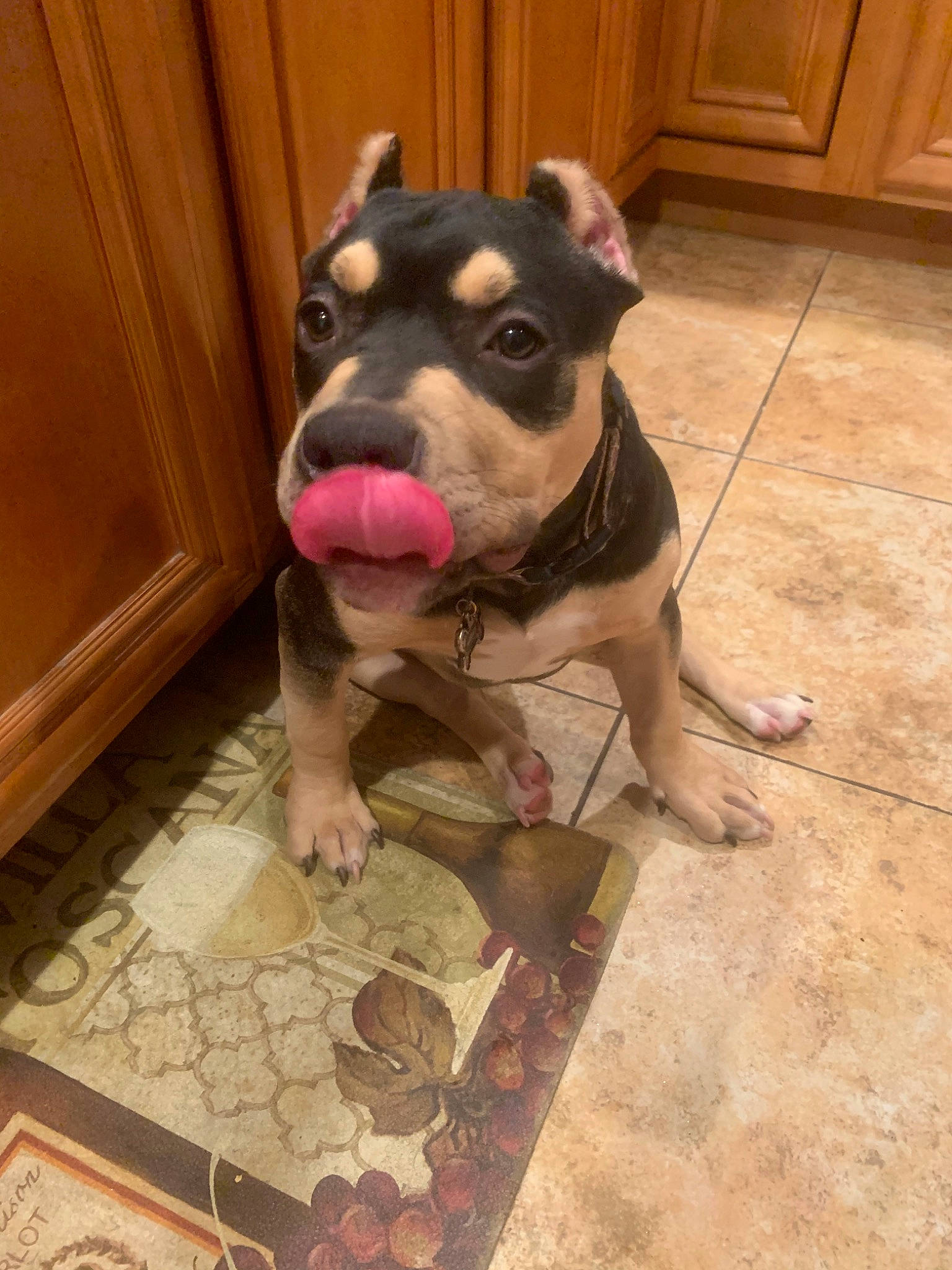 Harley is registered to the contest to win money with this photo: american_pit_bull_terrier, american_staffordshire_terrier, bull_and_terrier, canidae, carnivore, dog, dog_breed, fawn, mammal, non_sporting_group, nose, pit_bull, puppy, rare_breed_dog, snout, staffordshire_bull_terrier, vertebrate
