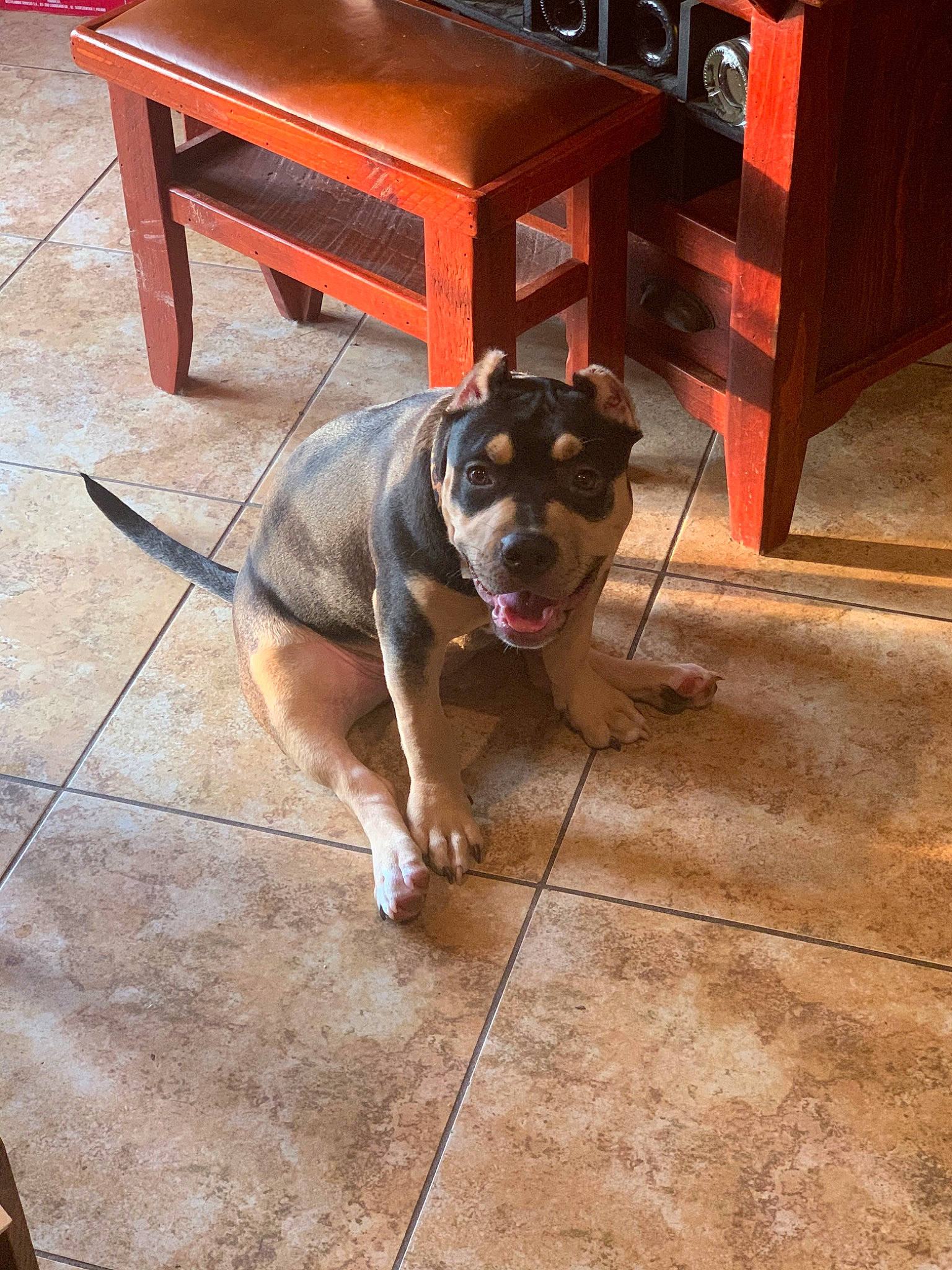 Harley joined the competition — help win amazing prizes! american_pit_bull_terrier, canidae, carnivore, dog, dog_breed, fawn, floor, flooring, pit_bull, snout, sporting_group, tile