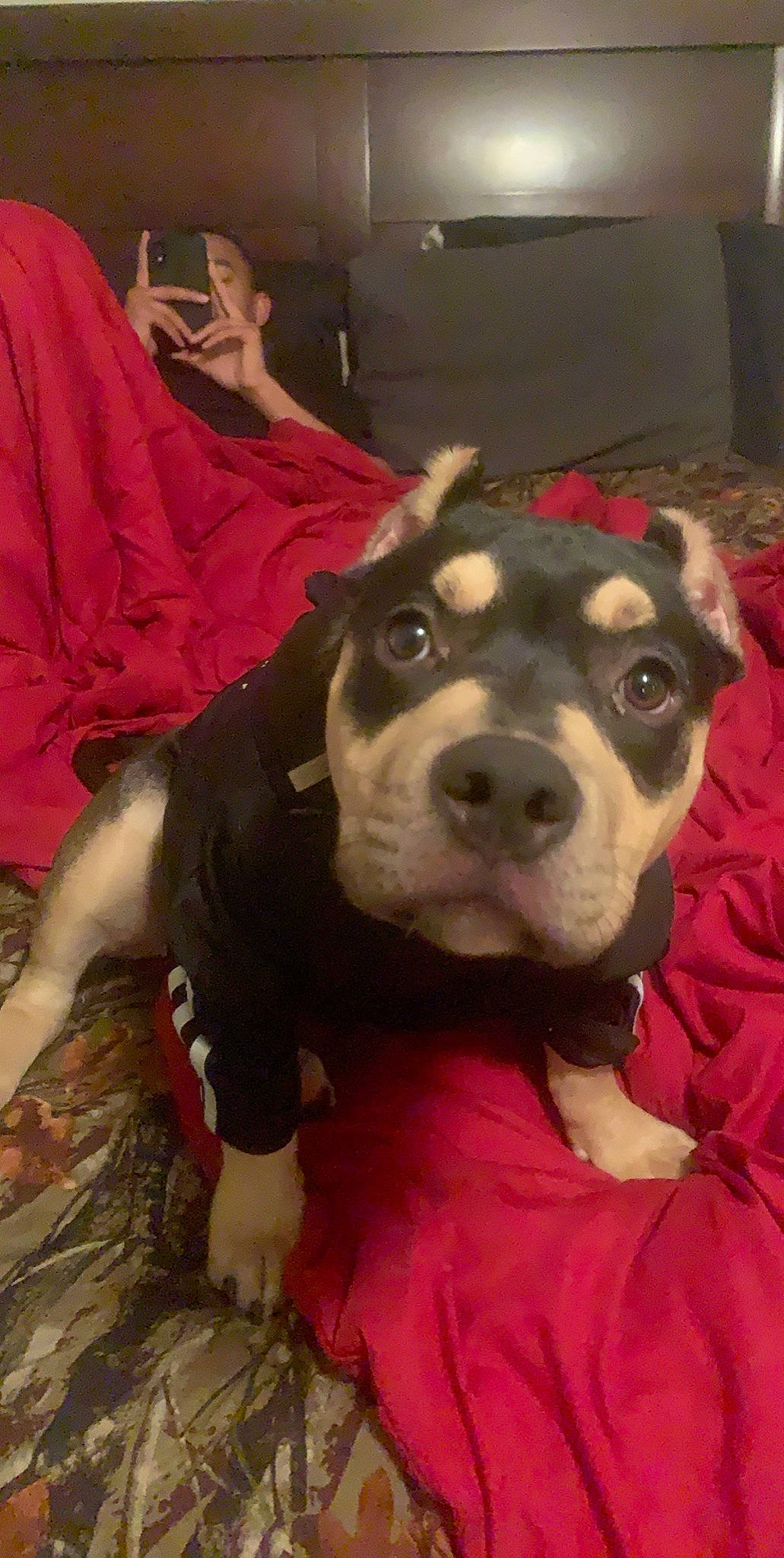 Harley joined the competition — help win amazing prizes! american_pit_bull_terrier, american_staffordshire_terrier, boston_terrier, canidae, carnivore, companion_dog, dog, dog_breed, fawn, head, mammal, non_sporting_group, nose, pit_bull, puppy, snout, staffordshire_bull_terrier, vertebrate, whiskers