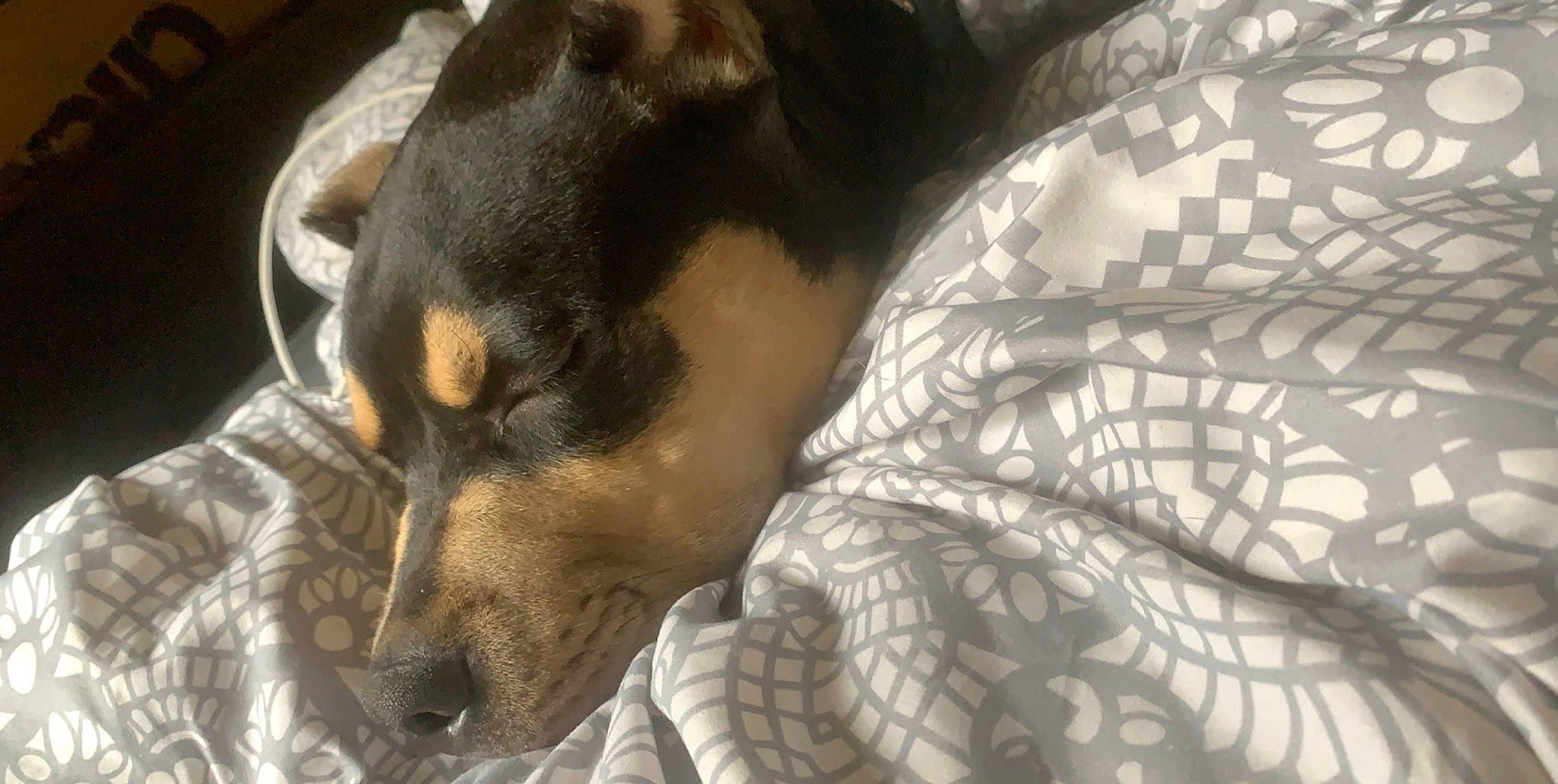 Harley is registered to the contest to win money with this photo: brazilian_terrier, canidae, carnivore, dobermann, dog, dog_breed, mammal, manchester_terrier, miniature_pinscher, nap, pinscher, prazsky_krysarik, snout, vertebrate, whiskers