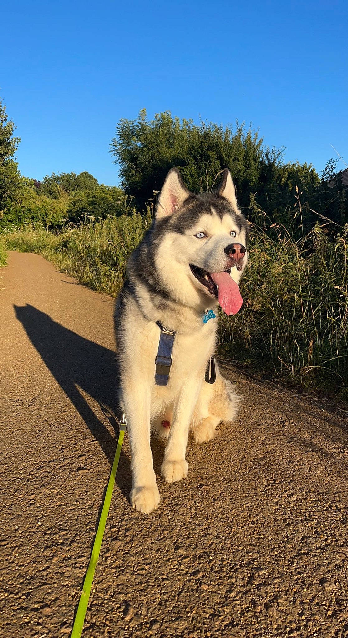 Levi is registered to the contest to win money with this photo: canidae, carnivore, collar, companion_dog, dog, dog_breed, dog_collar, fawn, herding_dog, leash, pet_supply, plant, recreation, siberian_husky, sky, sled_dog, snout, sporting_group, tree, working_animal