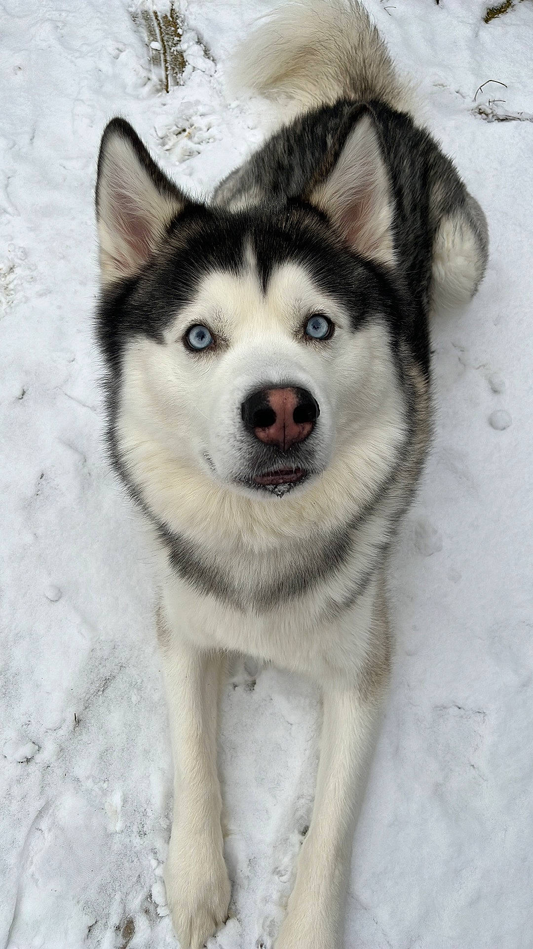 Levi joined the competition — help win amazing prizes! ancient_dog_breeds, carnivore, dog, dog_breed, fur, jaw, siberian_husky, sled_dog, snout, snow, sporting_group, terrestrial_animal, whiskers, working_animal, working_dog