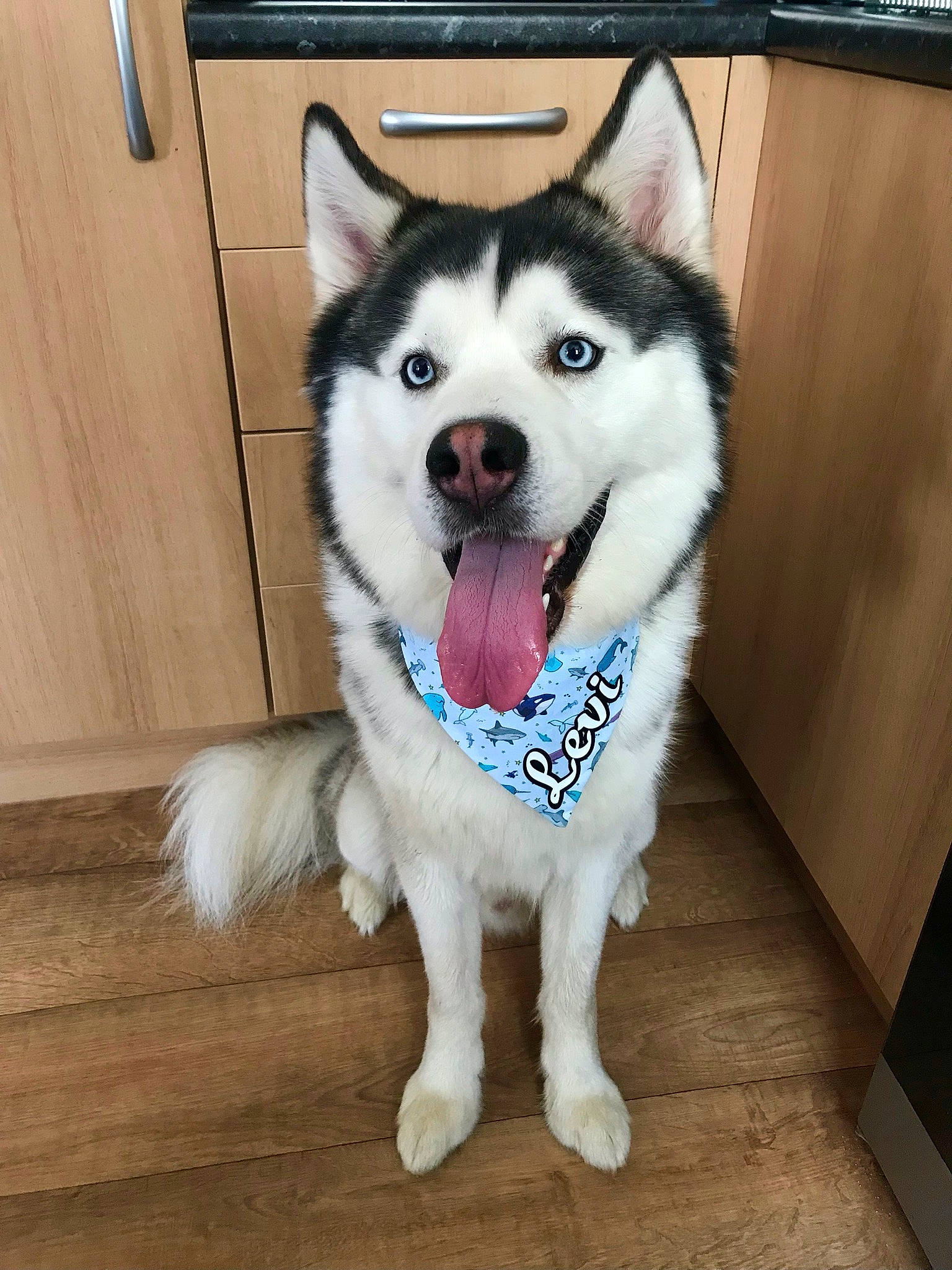 Levi joined the competition — help win amazing prizes! canidae, canis, carnivore, collar, companion_dog, dog, dog_breed, dog_collar, flooring, foot, fur, hardwood, pet_supply, sled_dog, snout, sporting_group, whiskers, wood, working_animal, working_dog