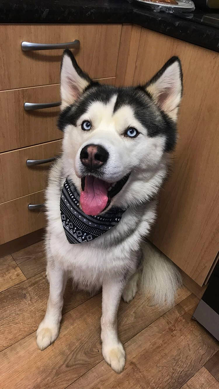 Levi is registered to the contest to win money with this photo: canidae, canis, carnivore, collar, companion_dog, dog, dog_breed, flooring, foot, fur, hardwood, head, siberian_husky, sled_dog, snout, sporting_group, whiskers, wood, working_animal, working_dog