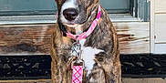 Phillies joined the competition — help win amazing prizes! puppy, dog, brindle, collar, leash, porch, wooden_floor, door, pet, animal, cute, sitting, front_door, young_dog, pink, outdoor, domestic_animal, canine, face, ears