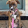 puppy, dog, brindle, collar, leash, porch, wooden_floor, door, pet, animal, cute, sitting, front_door, young_dog, pink, outdoor, domestic_animal, canine, face, ears