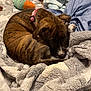Phillies joined the competition — help win amazing prizes! puppy, dog, brindle, blanket, soft, cozy, pet, cute, fur, collar, resting, indoors, plush_toy, sleepy, comfort, animal, young_dog, cuddle, bed, warm