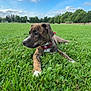 Phillies joined the competition — help win amazing prizes! dog, puppy, brindle, grass, field, outdoor, sky, clouds, collar, greenery, nature, park, daytime, animal, canine, pet, young, lying_down, cute, curious