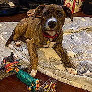 Phillies joined the competition — help win amazing prizes! puppy, dog, brindle, toy, rope_toy, blanket, star_pattern, floor, pet, indoor, collar, red_collar, playful, cute, young_dog, animal, pet_toy, fur, ears, paw