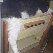 Pilou a rejoint le concours — aidez-le/la à gagner de superbes lots ! animal, black_and_white, cat, cord, cozy_room, domestic_cat, floor, fluffy, furniture, household, indoor, leg_dangling, napping, pet, relaxed, resting, sleeping, table_leg, teddy_bear, wooden_table