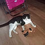 animal, black_and_white, cat, domestic_cat, ears, feline, flooring, fur, home, indoor, living_space, pet, pink_chair, relaxed, resting, stuffed_toy, tail, toy, whiskers, wooden_floor