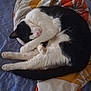 cat, black_and_white, sleeping, curled_up, blanket, indoor, pet, fur, cozy, resting, animal, paw, cute, domestic_cat, feline, relaxation, soft, bed, comfort, whiskers