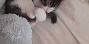 Tigrou a rejoint le concours — aidez-le/la à gagner de superbes lots ! animal, blanket, cat, comfort, cozy, cute, domestic, feline, fur, gray, indoor, kitten, paw, pet, resting, sleep, sleeping, soft, white, young