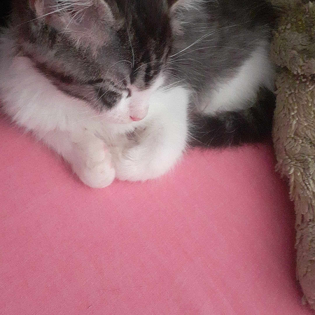 Tigrou participe au concours pour gagner de l'argent avec cette photo : adorable, animal, cat, closeup, comfort, cozy, cute, domestic_cat, fur, indoor, kitten, peaceful, pet, pink_blanket, resting, sleeping, snuggle, soft, teddy_bear, young