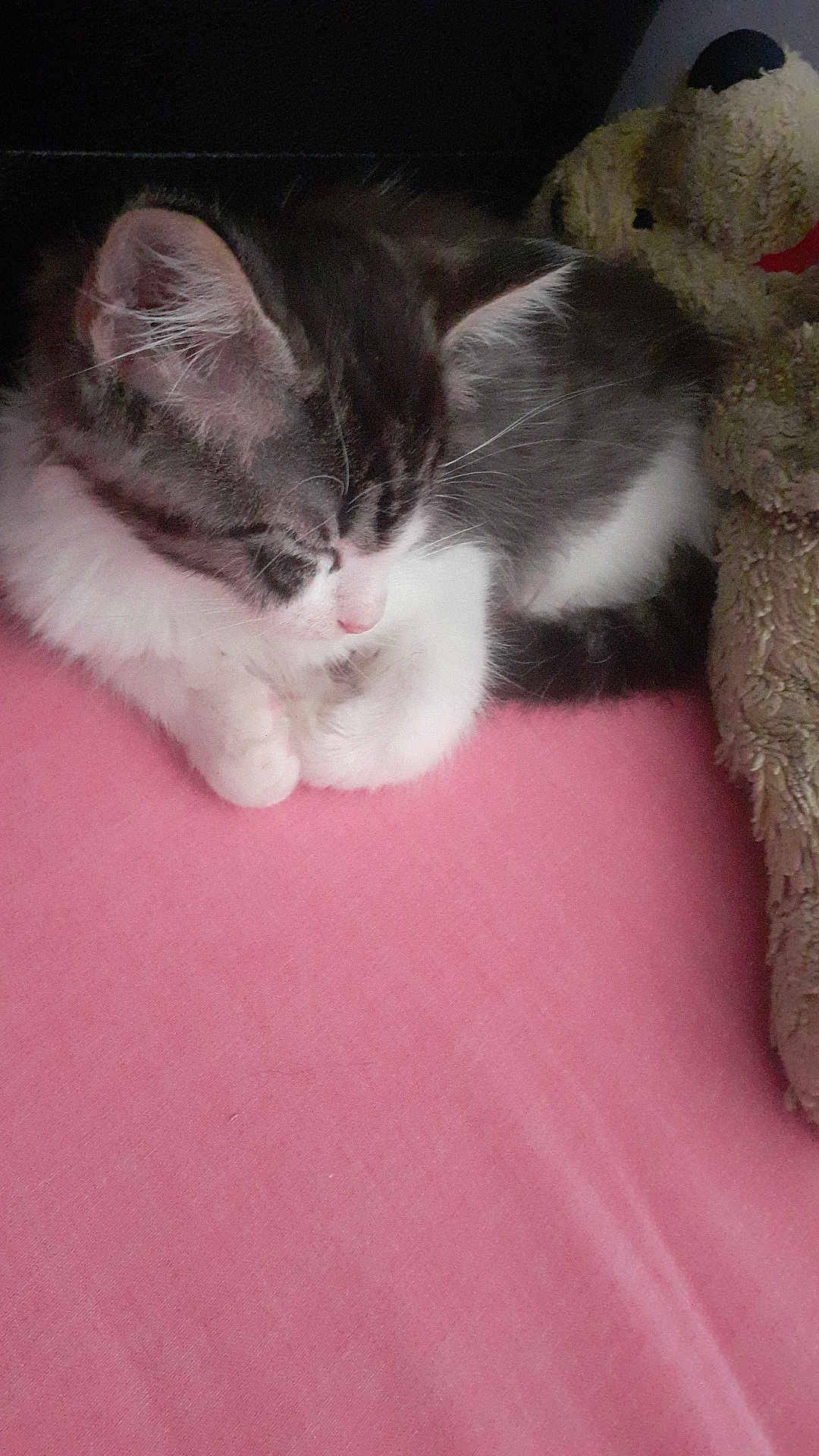 Tigrou participe au concours pour gagner de l'argent avec cette photo : adorable, animal, cat, closeup, comfort, cozy, cute, domestic_cat, fur, indoor, kitten, peaceful, pet, pink_blanket, resting, sleeping, snuggle, soft, teddy_bear, young