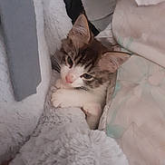 Tigrou participe au concours pour gagner de l'argent avec cette photo : animal, blanket, cat, comfort, cozy, cute, ears, face, fluffy, fur, indoor, kitten, paw, pet, resting, sleepy, snuggle, soft, whiskers, young_cat