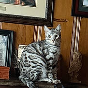 Remy joined the competition — help win amazing prizes! cat, animal, pet, feline, striped, table, wooden, carved, decor, painting, frame, wall, sculpture, owl, indoor, vintage, pattern, sitting, looking, curious