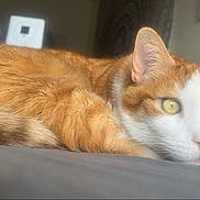 Butter is registered to the contest to win money with this photo: cat, orange_cat, white_cat, lying_down, indoor, pet, feline, closeup, relaxed, fur, yellow_eyes, portrait, animal, resting, cute, domestic_cat, soft_surface, focused_gaze, calm, cozy