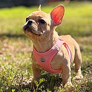 Mochi joined the competition — help win amazing prizes! dog, puppy, french_bulldog, pink_harness, grass, outdoor, sunlight, pet, animal, cute, small_dog, ears, standing, nature, young, adorable, mammal, daylight, closeup, playful