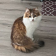 Mia joined the competition — help win amazing prizes! cat, fluffy, brown, white, sitting, wooden_floor, pet, indoor, fur, tail, animal, domestic, cute, feline, whiskers, ears, eyes, home, flooring, calm