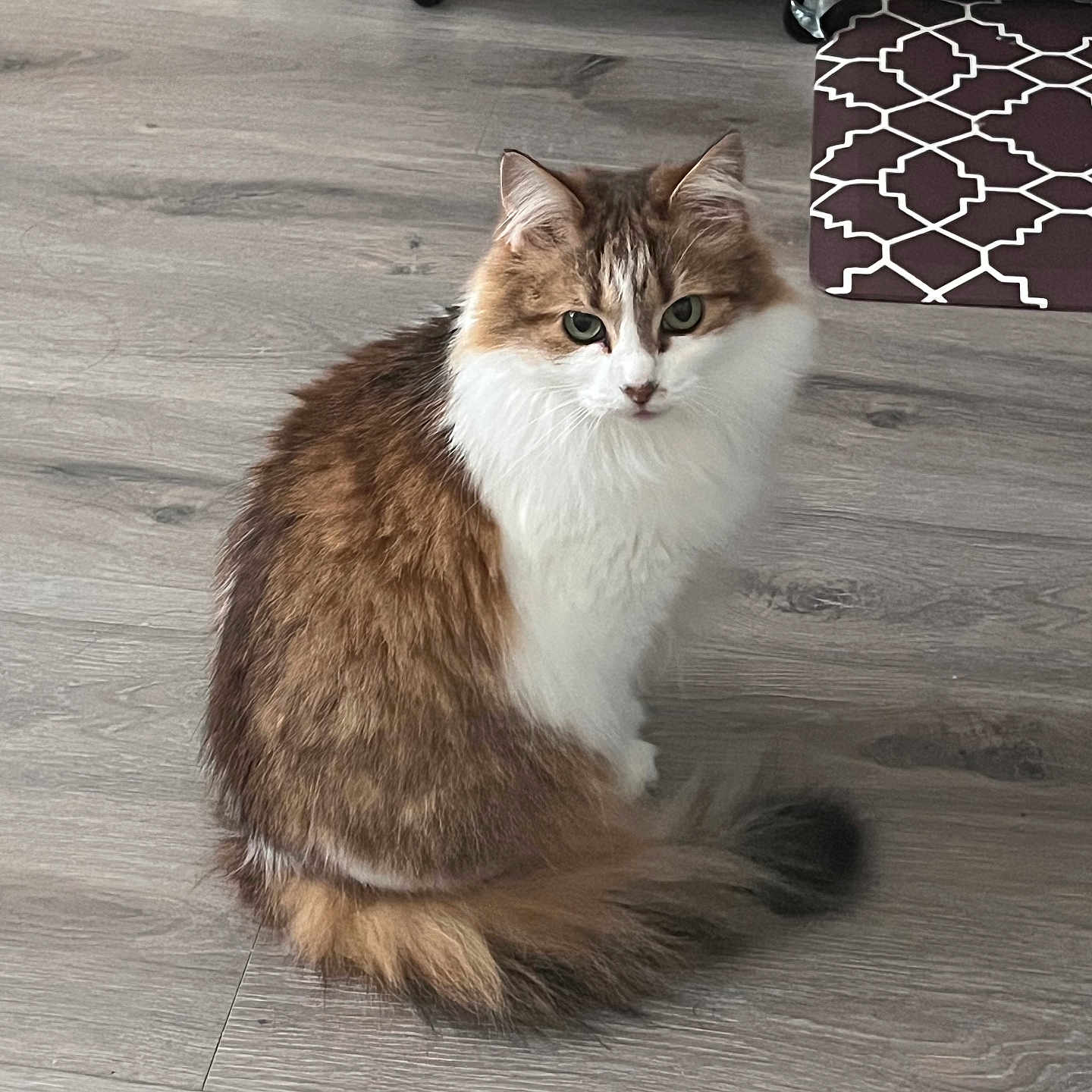 Mia joined the competition — help win amazing prizes! animal, brown, calm, cat, cute, domestic, ears, eyes, feline, flooring, fluffy, fur, home, indoor, pet, sitting, tail, whiskers, white, wooden_floor