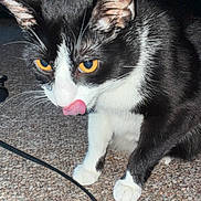 Frannie is registered to the contest to win money with this photo: cat, black_and_white, yellow_eyes, licking, carpet, indoor, pet, whiskers, fur, animal, cute, playful, close_up, floor, domestic_cat, tongue_out, ears, paws, feline, curious