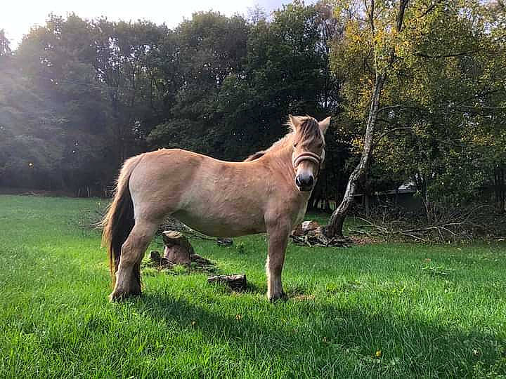 Gaeline a rejoint le concours — aidez-le/la à gagner de superbes lots ! bridle, fawn, grass, grassland, grazing, horse, horse_supplies, landscape, liver, livestock, mane, meadow, natural_landscape, pack_animal, plant, sky, sorrel, terrestrial_animal, tree, working_animal