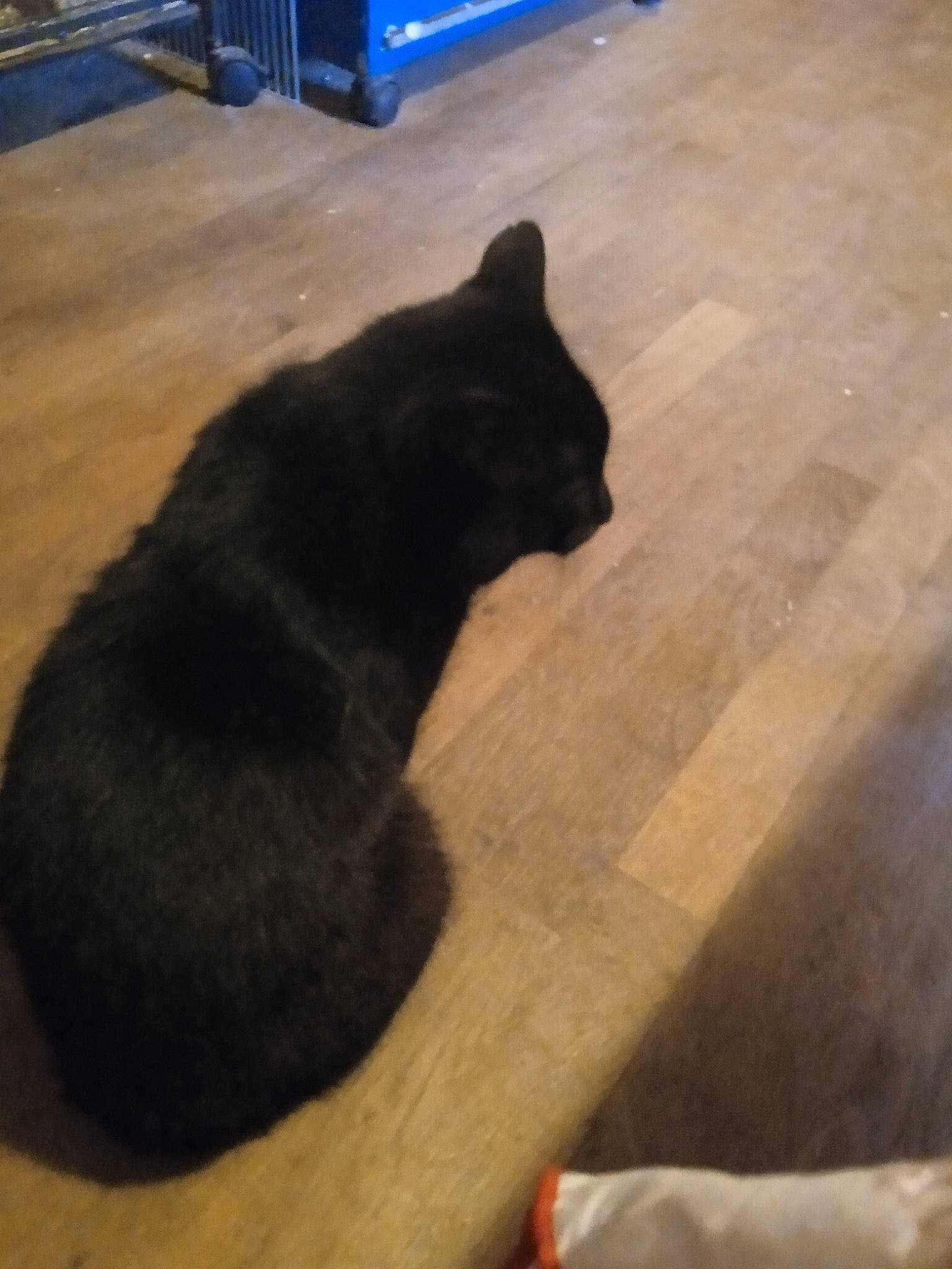 Yamaha a rejoint le concours — aidez-le/la à gagner de superbes lots ! black_cat, blue, bombay, carnivore, cat, dog_breed, domestic_short_haired_cat, felidae, floor, flooring, hardwood, road_surface, shadow, small_to_medium_sized_cats, snout, tail, terrestrial_animal, tints_and_shades, whiskers, wood