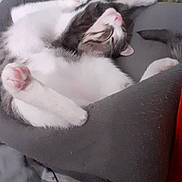 Diego Jegard a rejoint le concours — aidez-le/la à gagner de superbes lots ! animal, bed, cat, comfort, cozy, cushion, cute, domestic_cat, feline, fur, indoor, napping, paw, pet, pink_paw, relaxed, resting, sleeping, soft, upside_down