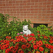 Angel joined the competition — help win amazing prizes! cat, white_cat, flowers, red_flowers, orange_flowers, green_leaves, brick_wall, outdoor, garden, sunlight, nature, plant, pet, animal, flora, peaceful, calm, daylight, bush, summer