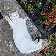 Angel is registered to the contest to win money with this photo: animal, cat, concrete, curious, daylight, flower, fur, garden_bed, greenery, metal_railing, nature, outdoor, paw, pet, playful, red_flower, relaxed, resting, sidewalk, white_cat