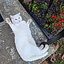 animal, cat, concrete, curious, daylight, flower, fur, garden_bed, greenery, metal_railing, nature, outdoor, paw, pet, playful, red_flower, relaxed, resting, sidewalk, white_cat